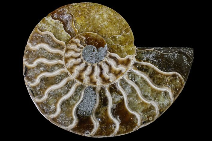 Cut & Polished Ammonite Fossil (Half) - Agate Replaced #146209